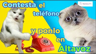 Contesta el TELÉFONO y ponlo en ALTAVOZ 😹😹😹 Compilación de CHISTES N 46 [upl. by Myrilla102]