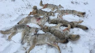 Shotgunning Coyotes  9 Dead Coyotes [upl. by Carlyn]