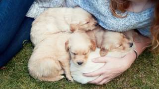 The Coltriever Part Golden Retriever Part Border Collie and the Perfect Service Dog [upl. by Ahsinaj]