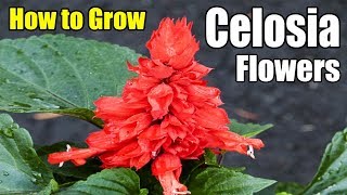 How to Grow Celosia Annual Flowers  Gardening story [upl. by Eudoca457]