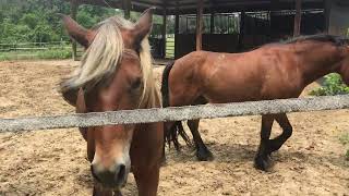 Morgan X Haflinger Topper and Morgan X Welsh Simon [upl. by Nileuqcaj457]