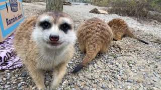 Home Safari  Meerkat  Cincinnati Zoo [upl. by Abroms768]