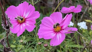 The Longest Blooming Flowers Still Going Strong In Our Early Fall Gardens  Annuals That Perform [upl. by Cedar]