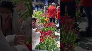 Tulips Festival Manhattan [upl. by Abas]