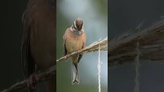 食事中のホオジロEmberiza cioides eating1443野鳥shorts [upl. by Reg]