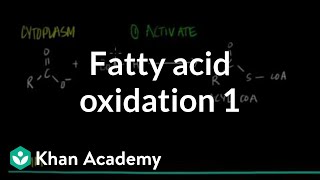 Fatty Acid Oxidation  Part I [upl. by Kristoforo]