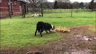 Border collie herding ducklings [upl. by Kalasky]