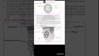 Class 11 Biology Practical 🦠 practical 5 biologypractical tim class11biologypractical [upl. by Aserahs659]