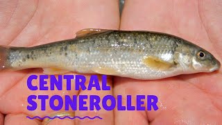 Central Stoneroller [upl. by Franchot943]