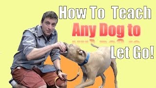 How to Teach ANY DOG to LET GO of a TOY During Fetch [upl. by Akcirre]