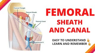 FEMORAL SHEATH AND FEMORAL CANAL  easy explanation [upl. by Luiza]