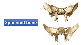 Sphenoid bone Prof Ashfaqur Rahman [upl. by Corrie]