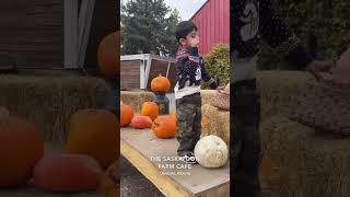 THE SASKATOONFARM pumpkin saskatoon travelvlog halloween ytshorts youtubeshorts travel fall [upl. by Chastain]