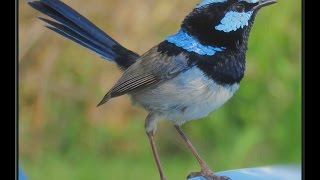 Superb Fairy Wren male bird [upl. by Borries]