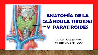 🥇 ANATOMÍA DE LA GLÁNDULA TIROIDES Y PARATIROIDES Fácil Rápida y Sencilla [upl. by Anela470]