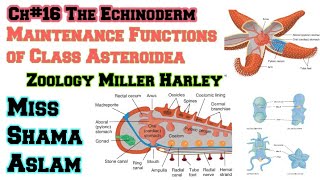 Ch16The Echinoderm Important function of class Asteriodea Maintenance functions of Class Asteroidea [upl. by Eimme927]