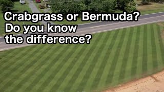 Whats the Difference Between CRABGRASS and BERMUDA [upl. by Bryce77]