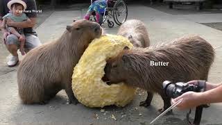 Capybaras Eat Giant Pumpkin See How Capybara Hierarchy Manifests Itself ジャンボカボチャを食べるカピバラ 水豚吃巨型南瓜 [upl. by Oivlis]