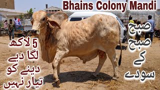 Bhains Colony Mandi Karachi Cattle Rates Update 8May2024  Cow Mandi 2024  Bakra Eid 2024 [upl. by Eila]