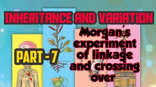 Morgans experiment of linkage and crossing over  autosomal Inheritance  class12th MH new syllabi [upl. by Kiah]