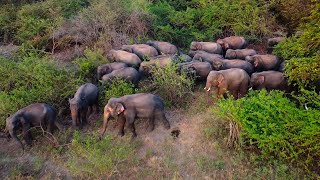 The Largest Herd of Elephants in the World  Tuskers and Elephants in the Forest [upl. by Holds]