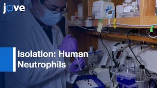 Isolation Of Human Neutrophils From Whole Blood amp Buffy Coats l Protocol Preview [upl. by Nnyled]