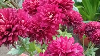 Beautiful Chrysanthemum flowers 💐 Godawari flowers  Natural and Real colour Chrysanthemum flowers [upl. by Alliuqa]