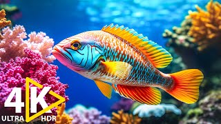 Explore the Wonders of Coral Reef Fish in THE DEEP OCEAN  4K TV ULTRA HD Full Documentary [upl. by Adelind]