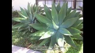 Agave attenuata  Fox Tail Agave [upl. by Pesvoh998]