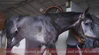 SALT Chamber Equine Salt Therapy  Vaccarezza Racing Stables [upl. by Subak]