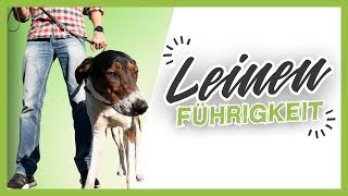 LEINENFÜHRIGKEIT ▶︎ 3 einfache Tipps wie es dein Hund schnell lernt [upl. by Isaacs346]