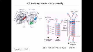 Microtubule structure and assembly [upl. by Delaryd]