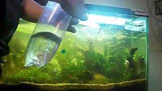 How To Acclimate A Fish To An Aquarium [upl. by Maxia500]