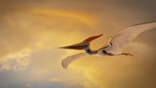 How Were Pterosaurs Adapted for Flight [upl. by Esyle946]