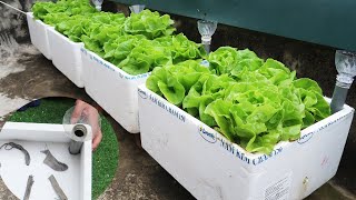 Turn Styrofoam Boxes Into A Small Garden To Grow Vegetables Easily On The Terrace [upl. by Neiman]