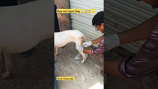 How vet treat pets drfaisallilla animals pet shorts short trending viralvideo song music [upl. by Orland]