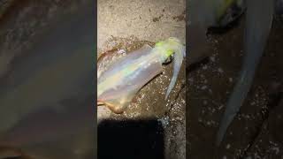 How to kill a Squid humanely fishing fish [upl. by Alwyn]