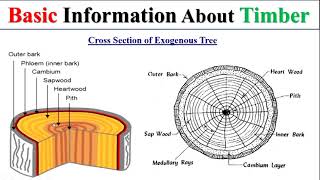 Cross section of Tree  Timber  Structure of timber [upl. by Elmajian]