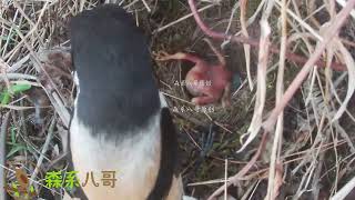 The cuckoo bird was eaten by the shrike bird鸟中屠夫伯劳鸟吃杜鹃鸟，把杜鹃鸟扔出鸟窝，再来吃鸟蛋 [upl. by Atilal748]