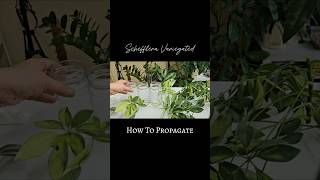 Schefflera Propagation in Water 💚 schefflera indoorplants shorts [upl. by Chastain]