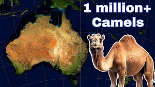 How did Australia come to have over 1 million camels [upl. by Delores450]