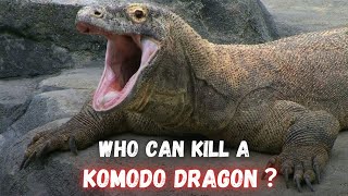 6 Animals That Could Defeat A Komodo Dragon [upl. by Trebuh]