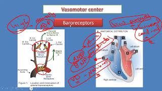 Valsalva maneuver  Exercise physiology [upl. by Aoht]