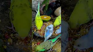 Parrot Video For Cats🐱 [upl. by Ahsenat21]