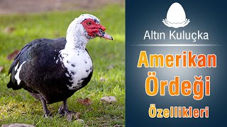 Amerikan Ördeği özellikleri  Bakımı ve beslenmesi [upl. by Jeanine226]