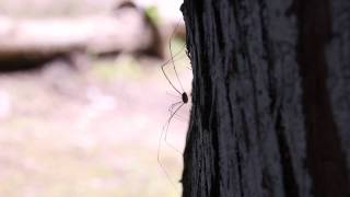 harvestmen ザトウムシ 第9使徒マトリエルのような節足動物 order phalangida [upl. by Elletsyrc752]