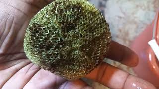 Pot scrubbers for your aquarium filter do work [upl. by Bobbee184]