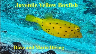 Friendly Juvenile Yellow Boxfish  Embudu September 2023 [upl. by Foss]