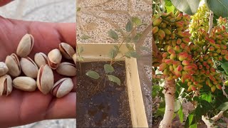 Growing pistachios is so easy that you can produce them at home [upl. by Annerahs318]