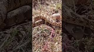 Puff adder mating [upl. by Agatha137]